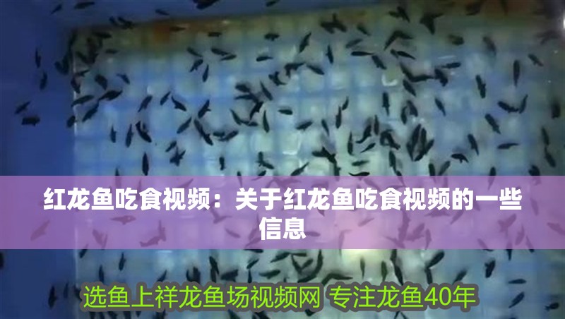 紅龍魚吃食視頻：關(guān)于紅龍魚吃食視頻的一些信息 紅龍魚吃食視頻：關(guān)于紅龍魚吃食視頻的一些信息 龍魚百科