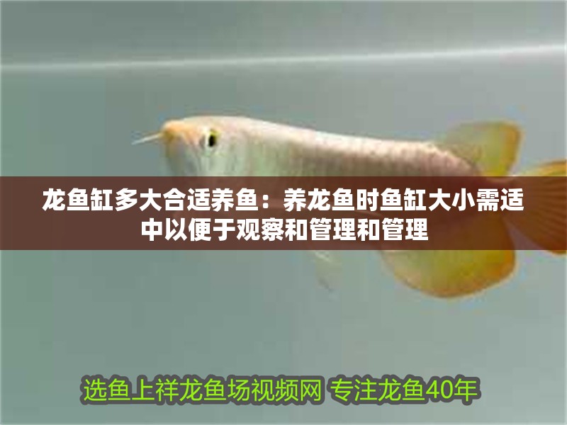 龍魚缸多大合適養魚：養龍魚時魚缸大小需適中以便于觀察和管理和管理