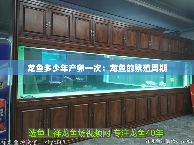龍魚多少年產(chǎn)卵一次：龍魚的繁殖周期