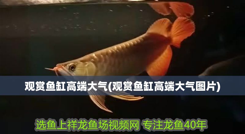 觀賞魚缸高端大氣(觀賞魚缸高端大氣圖片) 觀賞魚缸高端大氣(觀賞魚缸高端大氣圖片) 元寶鳳凰魚百科 第1張