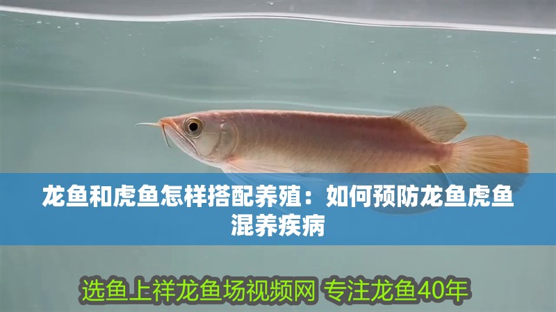 龍魚(yú)和虎魚(yú)怎樣搭配養(yǎng)殖：如何預(yù)防龍魚(yú)虎魚(yú)混養(yǎng)疾病