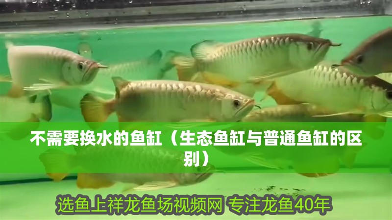 不需要換水的魚缸（生態(tài)魚缸與普通魚缸的區(qū)別）