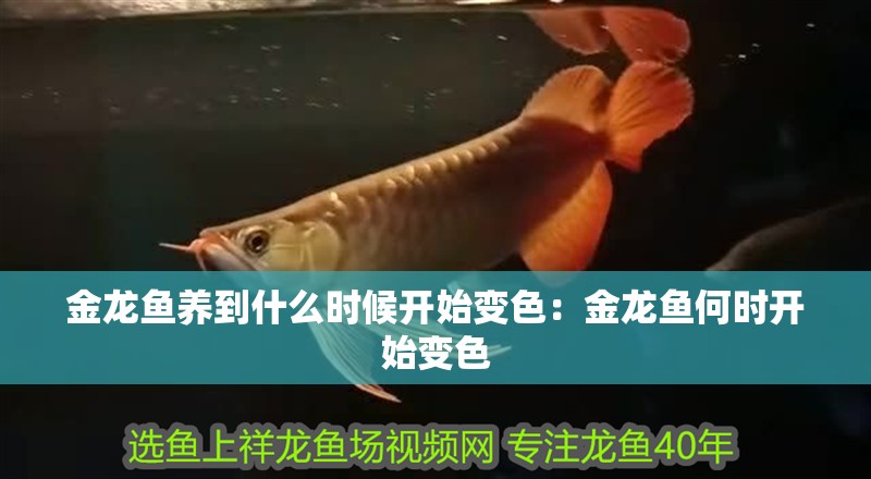 金龍魚養到什么時候開始變色：金龍魚何時開始變色