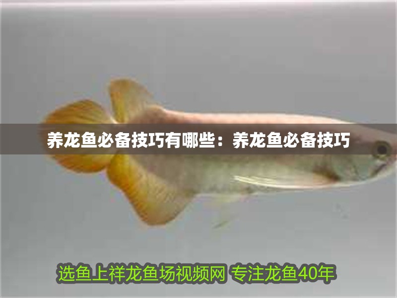 魚缸用增氧泵價格是多少:魚缸增氧機-xtrac增氧機-xtrac增氧機 養龍魚必備技巧有哪些:養龍魚必備技巧 龍魚百科 養龍魚必備技巧有哪些:養龍魚必備技巧 養龍魚必備技巧有哪些:養龍魚必備技巧 龍魚百科