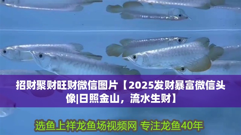 招財聚財旺財微信圖片【2025發(fā)財暴富微信頭像|日照金山，流水生財】 招財聚財旺財微信圖片【2025發(fā)財暴富微信頭像|日照金山，流水生財】 龍魚論壇