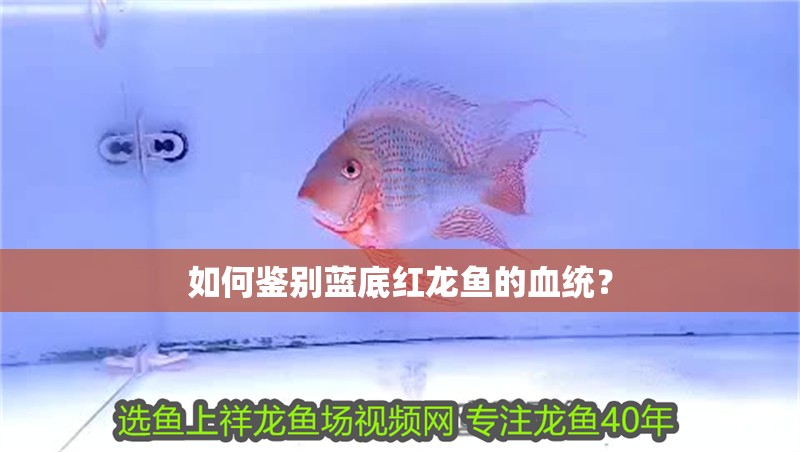 如何鑒別藍底紅龍魚的血統？