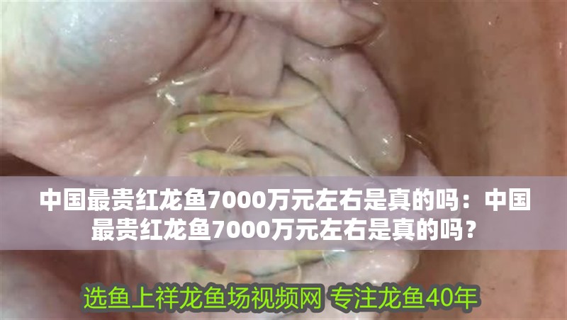 給大魚缸換水的作文:體驗給大魚缸換水的樂趣:體驗給大魚缸換水:給大魚缸換水的作文 中國最貴紅龍魚7000萬元左右是真的嗎:中國最貴紅龍魚7000萬元左右是真的嗎? 龍魚百科 中國最貴紅龍魚7000萬元左右是真的嗎:中國最貴紅龍魚7000萬元左右是真的嗎? 中國最貴紅龍魚7000萬元左右是真的嗎:中國最貴紅龍魚7000萬元左右是真的嗎? 龍魚百科