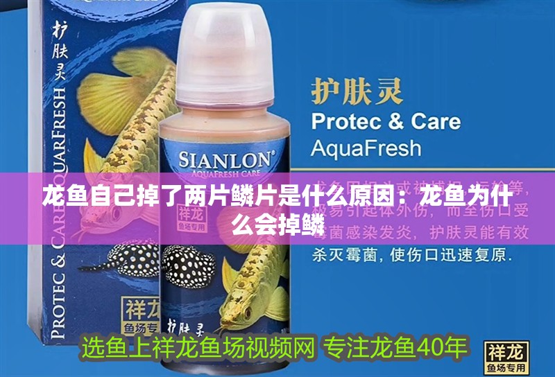 龍魚自己掉了兩片鱗片是什么原因：龍魚為什么會掉鱗