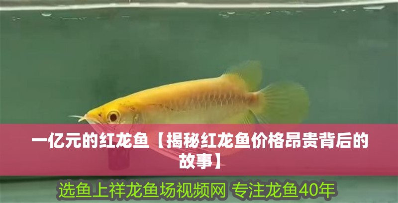 一億元的紅龍魚【揭秘紅龍魚價(jià)格昂貴背后的故事】 一億元的紅龍魚【揭秘紅龍魚價(jià)格昂貴背后的故事】 龍魚論壇