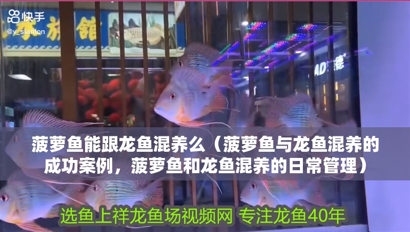 菠蘿魚(yú)能跟龍魚(yú)混養(yǎng)么（菠蘿魚(yú)與龍魚(yú)混養(yǎng)的成功案例，菠蘿魚(yú)和龍魚(yú)混養(yǎng)的日常管理）