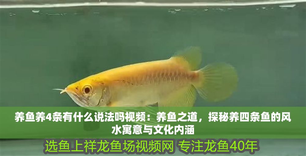 養(yǎng)魚養(yǎng)4條有什么說(shuō)法嗎視頻：養(yǎng)魚之道，探秘養(yǎng)四條魚的風(fēng)水寓意與文化內(nèi)涵