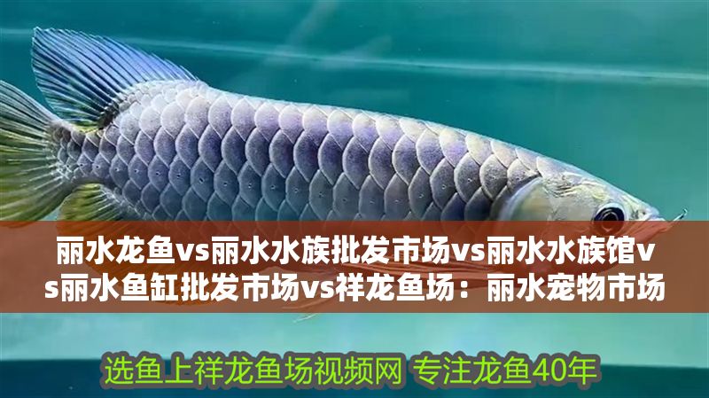 麗水龍魚vs麗水水族批發市場vs麗水水族館vs麗水魚缸批發市場vs祥龍魚場：麗水寵物市場分布，麗水龍魚品種介紹