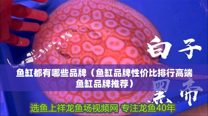 魚缸都有哪些品牌（魚缸品牌性價(jià)比排行高端魚缸品牌推薦） 魚缸都有哪些品牌（魚缸品牌性價(jià)比排行高端魚缸品牌推薦） 龍魚百科