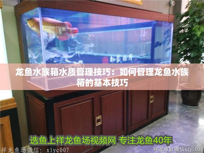 龍魚水族箱水質管理技巧：如何管理龍魚水族箱的基本技巧