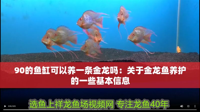 90的魚缸可以養(yǎng)一條金龍嗎：關(guān)于金龍魚養(yǎng)護(hù)的一些基本信息 90的魚缸可以養(yǎng)一條金龍嗎：關(guān)于金龍魚養(yǎng)護(hù)的一些基本信息 魚缸百科 第2張