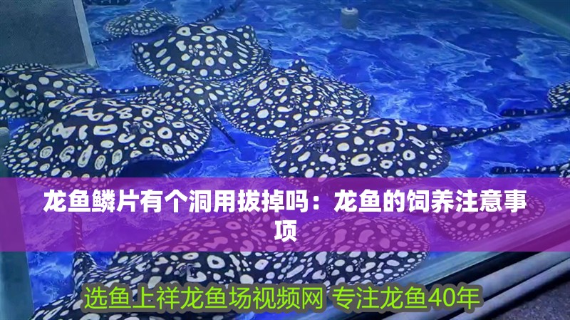 龍魚鱗片有個洞用拔掉嗎：龍魚的飼養(yǎng)注意事項