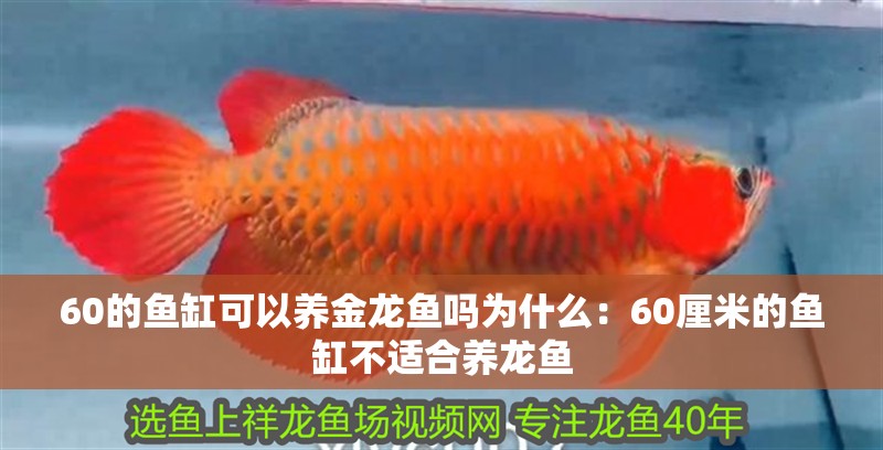 60的魚缸可以養金龍魚嗎為什么：60厘米的魚缸不適合養龍魚