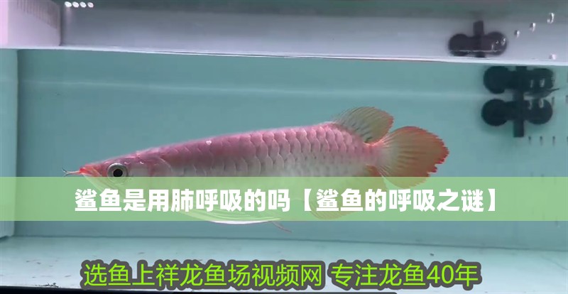 鯊魚是用肺呼吸的嗎【鯊魚的呼吸之謎】 鯊魚是用肺呼吸的嗎【鯊魚的呼吸之謎】 龍魚論壇