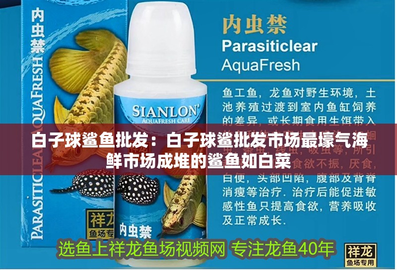 白子球鯊魚批發：白子球鯊批發市場最壕氣海鮮市場成堆的鯊魚如白菜