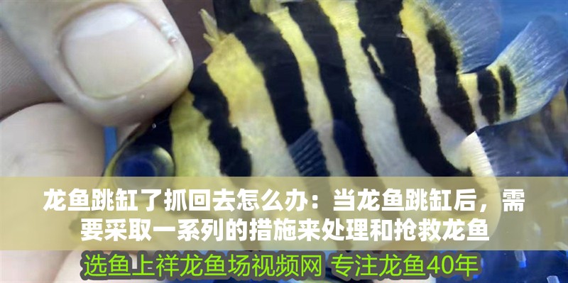 龍魚跳缸了抓回去怎么辦：當(dāng)龍魚跳缸后，需要采取一系列的措施來處理和搶救龍魚