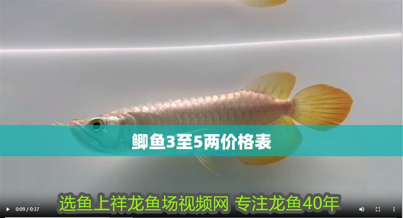 鯽魚3至5兩價格表 鯽魚3至5兩價格表 龍魚論壇