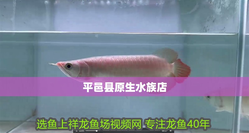 <strong><mark>平邑</mark></strong>縣原生水族店