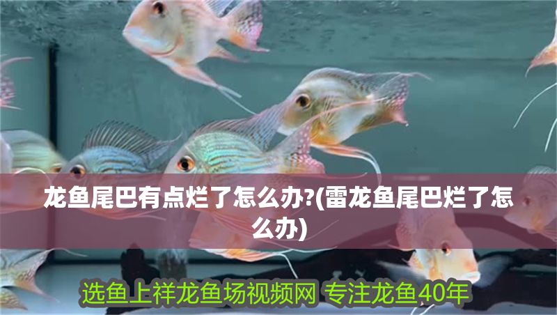 詳細(xì)閱讀:龍魚尾巴有點(diǎn)爛了怎么辦?(雷龍魚尾巴爛了怎么辦) 龍魚尾巴有點(diǎn)爛了怎么辦?(雷龍魚尾巴爛了怎么辦)
