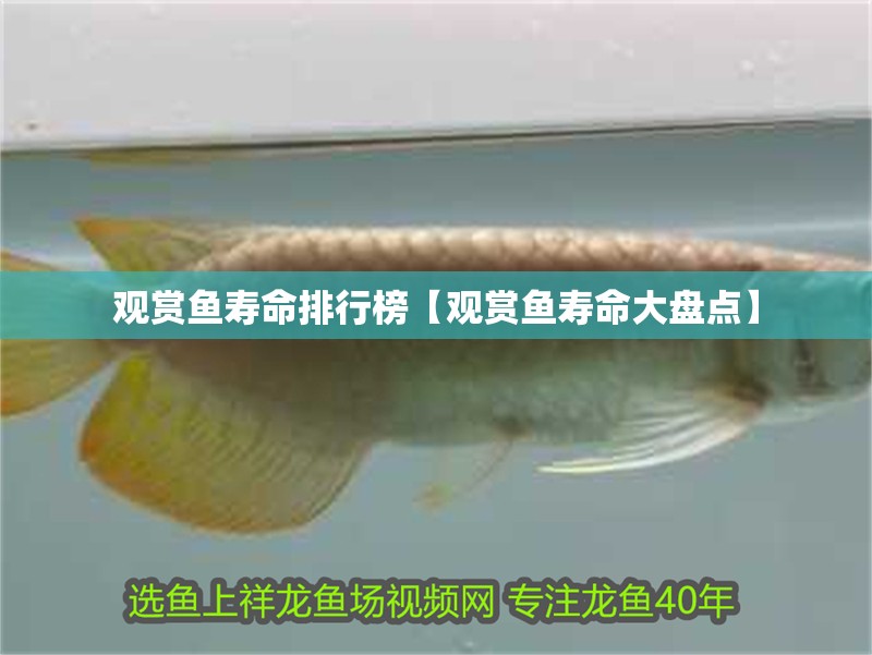 魚缸用增氧泵價格是多少:魚缸增氧機-xtrac增氧機-xtrac增氧機 觀賞魚壽命排行榜【觀賞魚壽命大盤點】 龍魚論壇 觀賞魚壽命排行榜【觀賞魚壽命大盤點】 觀賞魚壽命排行榜【觀賞魚壽命大盤點】 龍魚論壇