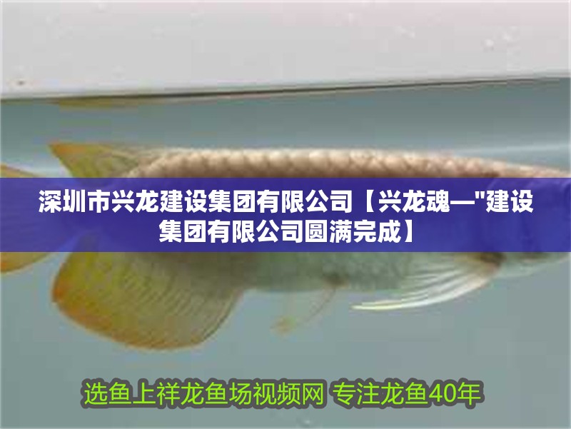 <strong><mark>深圳</mark></strong>市興龍建設集團有限公司【興龍魂—