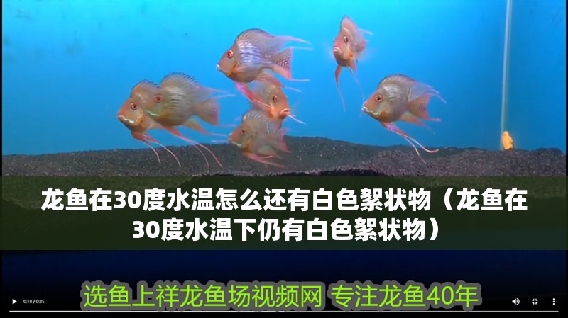 龍魚在30度水溫怎么還有白色絮狀物（龍魚在30度水溫下仍有白色絮狀物）