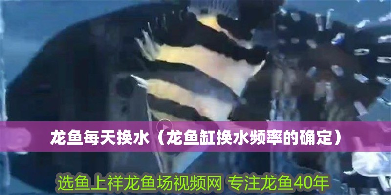 龍魚每天換水（龍魚缸換水頻率的確定） 龍魚每天換水（龍魚缸換水頻率的確定） 龍魚百科