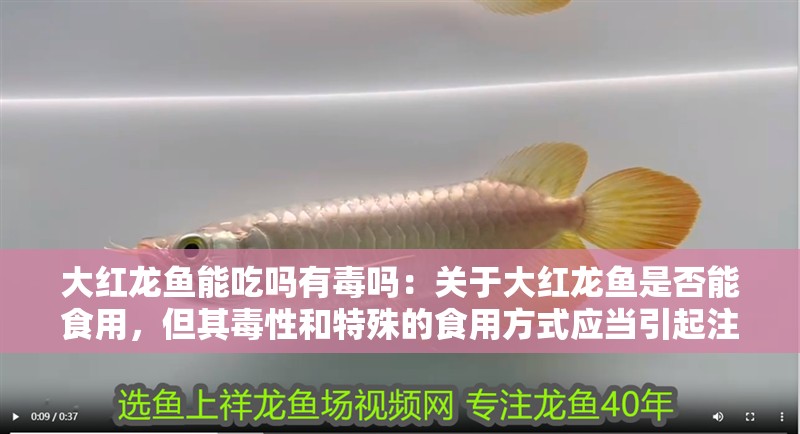 大紅龍魚能吃嗎有毒嗎：關于大紅龍魚是否能食用，但其毒性和特殊的食用方式應當引起注意