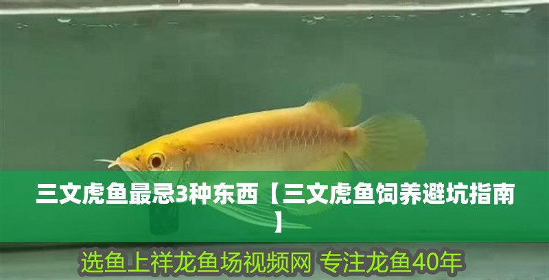 魚缸造景先放沙還是先放水(魚缸造景先鋪沙還是先放石頭) 三文虎魚最忌3種東西【三文虎魚飼養避坑指南】 龍魚論壇 三文虎魚最忌3種東西【三文虎魚飼養避坑指南】 三文虎魚最忌3種東西【三文虎魚飼養避坑指南】 龍魚論壇