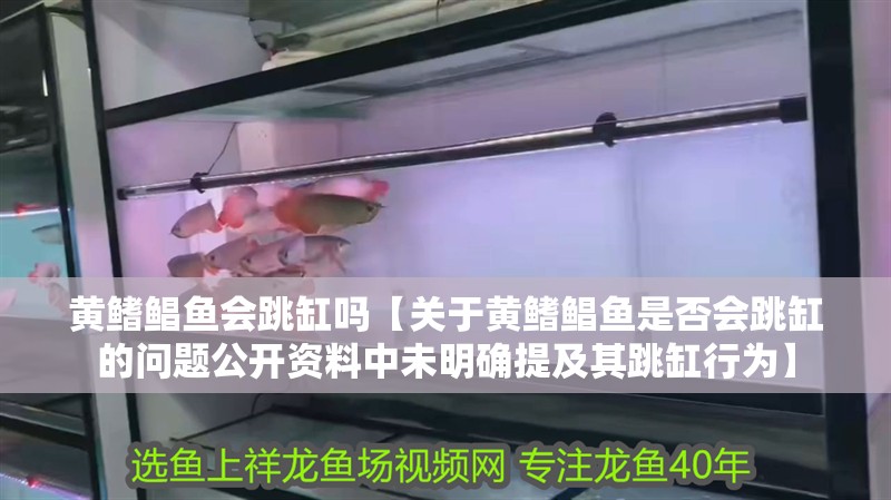 黃鰭鯧魚會跳缸嗎【關于黃鰭鯧魚是否會跳缸的問題公開資料中未明確提及其跳缸行為】