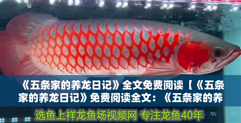 《五條家的養龍日記》全文免費閱讀【《五條家的養龍日記》免費閱讀全文：《五條家的養龍日記》】