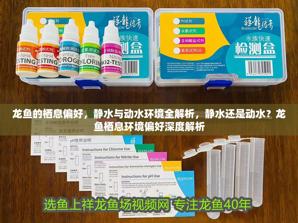 龍魚的棲息偏好，靜水與動(dòng)水環(huán)境全解析，靜水還是動(dòng)水？龍魚棲息環(huán)境偏好深度解析