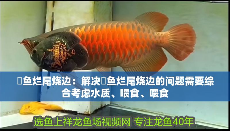 魟魚爛尾燒邊：解決魟魚爛尾燒邊的問題需要綜合考慮水質(zhì)、喂食、喂食 魟魚爛尾燒邊：解決魟魚爛尾燒邊的問題需要綜合考慮水質(zhì)、喂食、喂食 魟魚百科 第2張