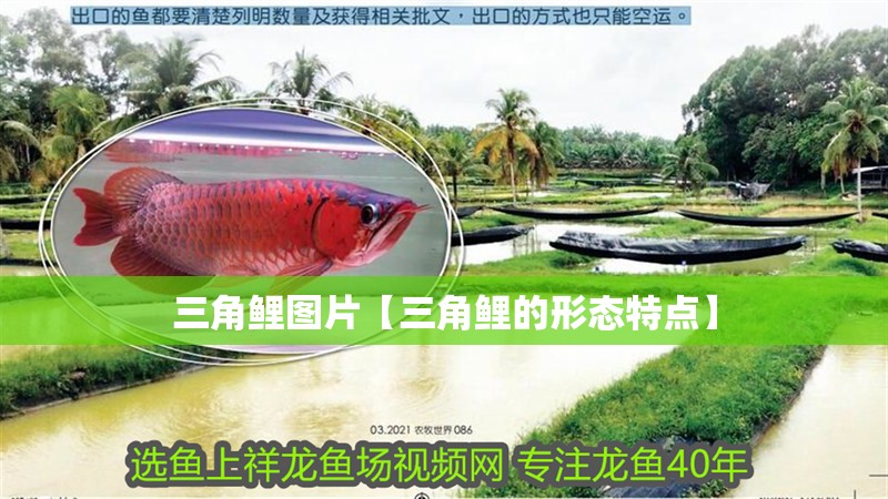 三角鯉圖片【三角鯉的形態(tài)特點】 三角鯉圖片【三角鯉的形態(tài)特點】 龍魚論壇