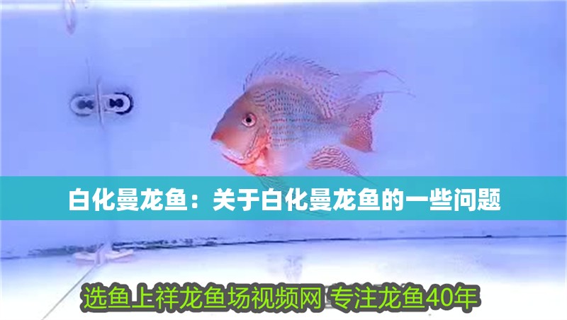 白化曼龍魚：關(guān)于白化曼龍魚的一些問題
