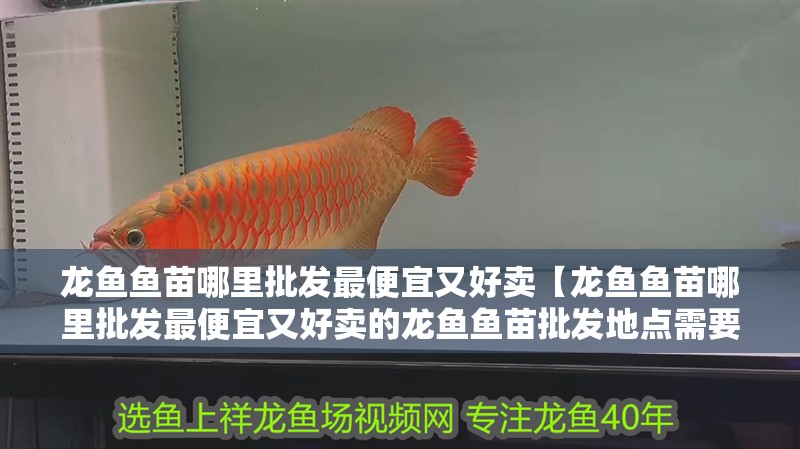 龍魚魚苗哪里批發最便宜又好賣【龍魚魚苗哪里批發最便宜又好賣的龍魚魚苗批發地點需要考慮多個因素】 龍魚魚苗哪里批發最便宜又好賣【龍魚魚苗哪里批發最便宜又好賣的龍魚魚苗批發地點需要考慮多個因素】 龍魚百科