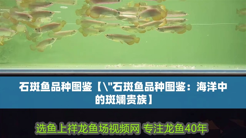 石斑魚品種圖鑒【\