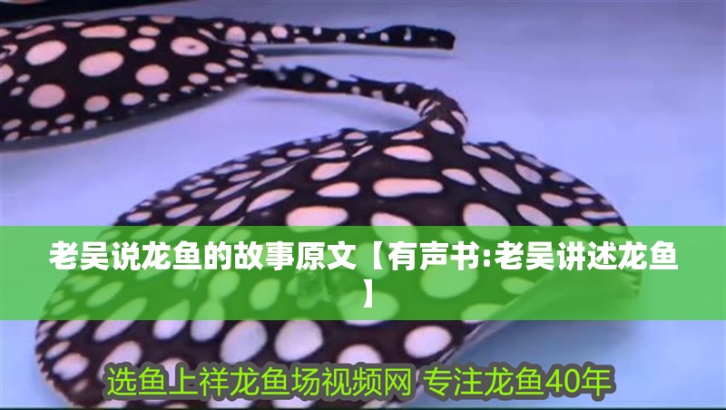 老吳說龍魚的故事原文【有聲書:老吳講述龍魚】