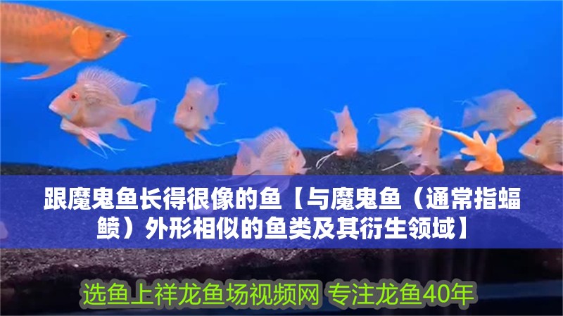 跟魔鬼魚長得很像的魚【與魔鬼魚（通常指蝠鲼）外形相似的魚類及其衍生領域】