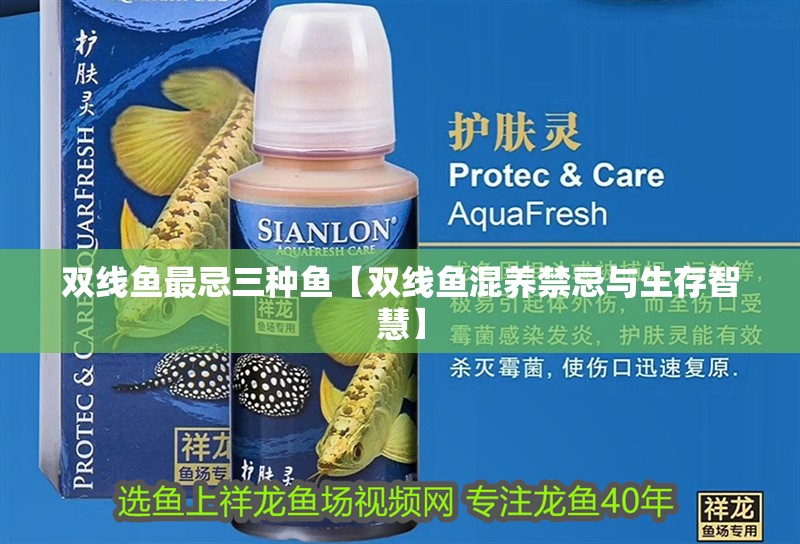 雙線魚最忌三種魚【雙線魚混養禁忌與生存智慧】