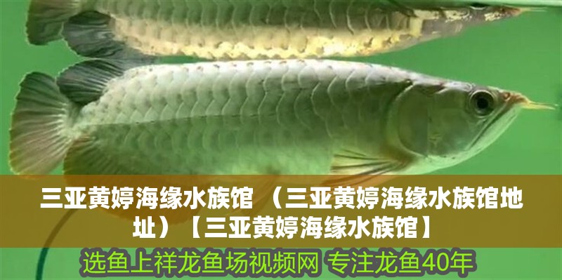 三亞黃婷海緣水族館 （三亞黃婷海緣水族館地址）【三亞黃婷海緣水族館】 三亞黃婷海緣水族館 （三亞黃婷海緣水族館地址）【三亞黃婷海緣水族館】 全國水族館企業(yè)名錄