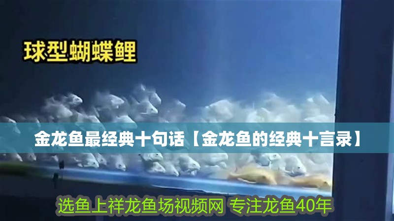金龍魚最經典十句話【金龍魚的經典十言錄】