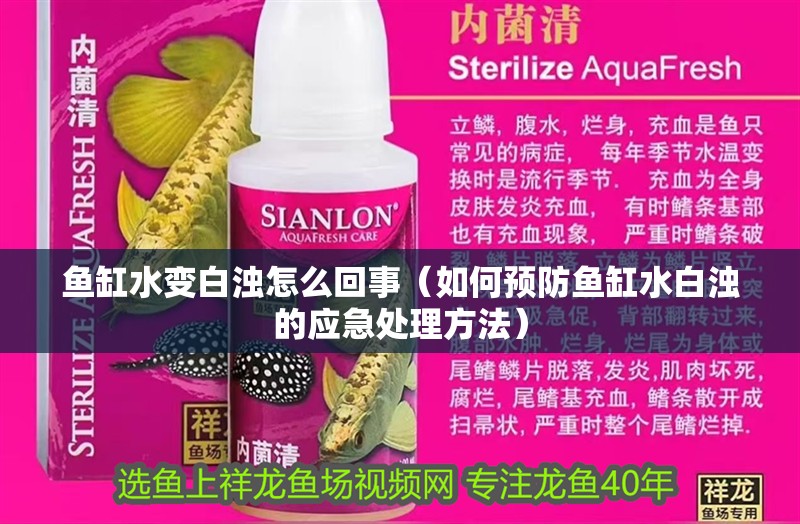 魚缸水變白濁怎么回事（如何預防魚缸水白濁的應急處理方法）