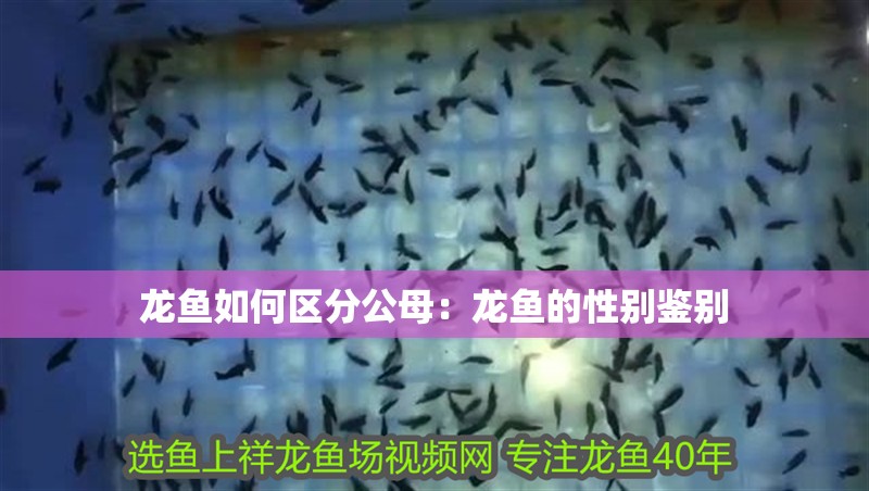 龍魚如何區分公母：龍魚的性別鑒別