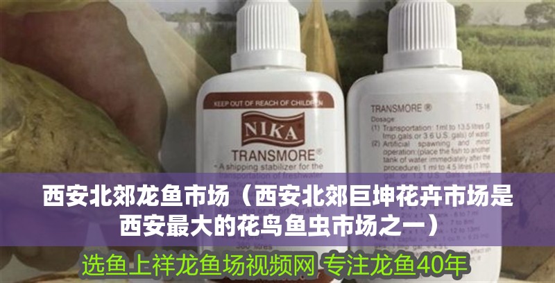 西安北郊龍魚市場（西安北郊巨坤花卉市場是西安最大的花鳥魚蟲市場之一）