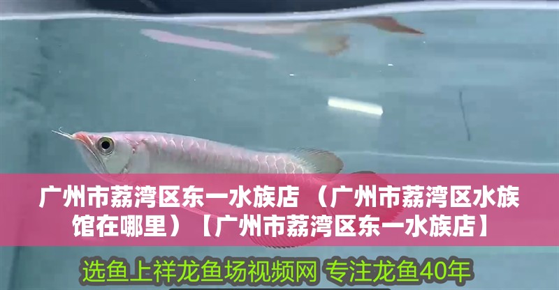 廣州市荔灣區東一水族店 （廣州市荔灣區水族館在哪里）【廣州市荔灣區東一水族店】 廣州市荔灣區東一水族店 （廣州市荔灣區水族館在哪里）【廣州市荔灣區東一水族店】 全國水族館企業名錄